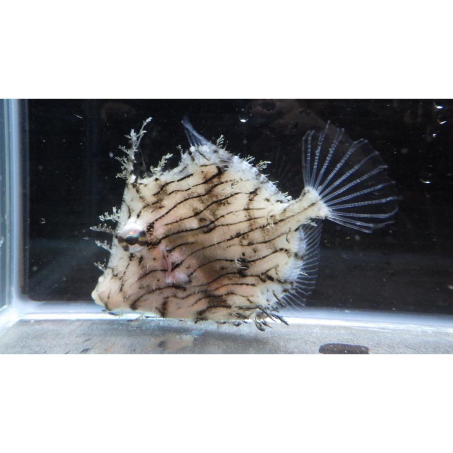 カワハギ科 ヒゲハギ Chaetodermis Penicilligera 5 10cm １匹 Higehagi アクアハウス魚の道 通販 Yahoo ショッピング