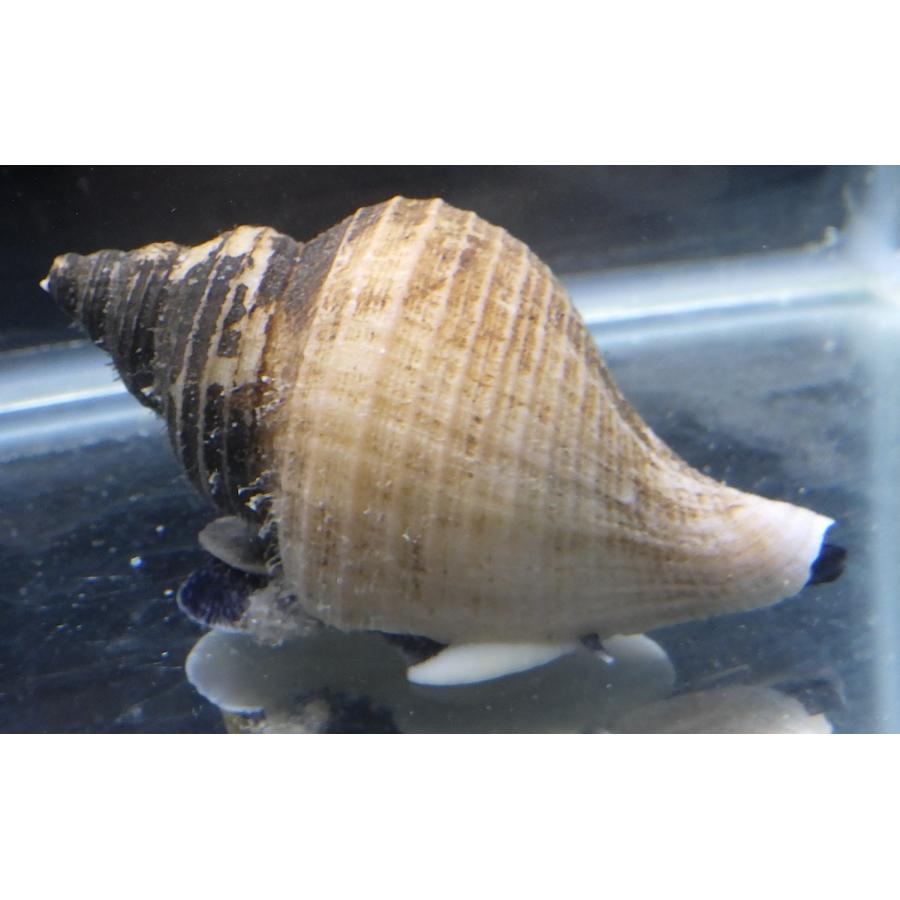 （エゾバイ科） ヒメエゾボラモドキ Neptunea kuroshio（68cm） 1匹 himeezoboramodoki アクア