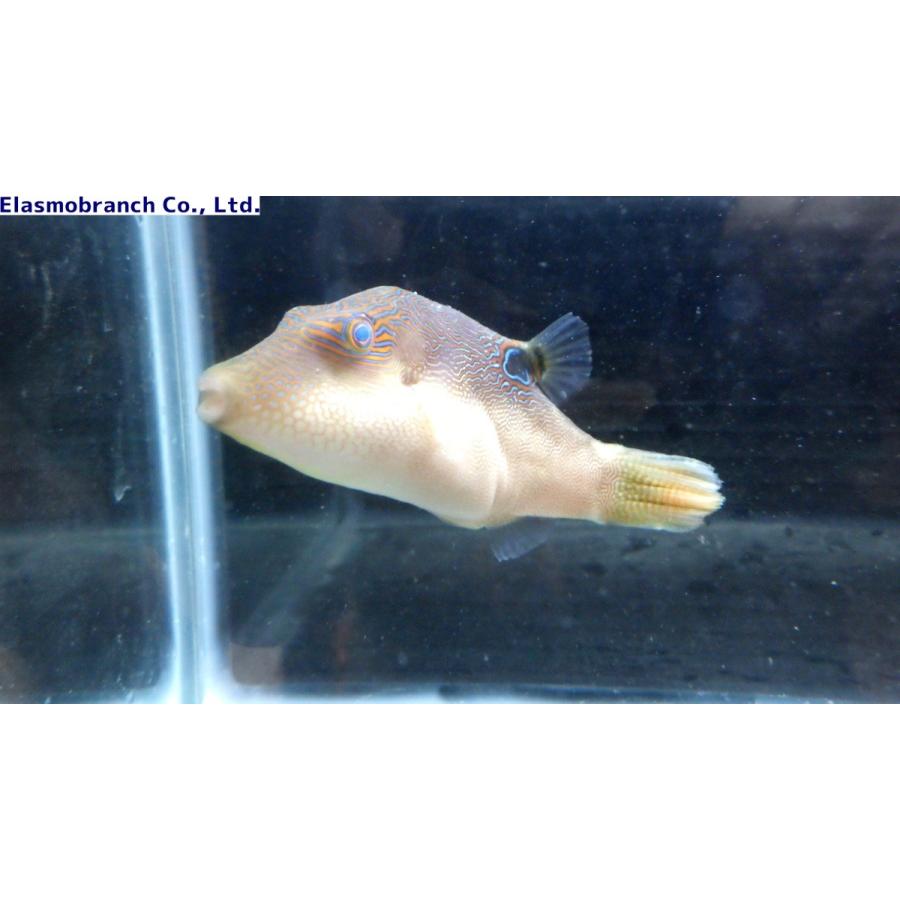 フグ科 ヒメキンチャクフグ Canthigaster Compressa 5 10cm １匹 Himekintyakuhugu アクアハウス魚の道 通販 Yahoo ショッピング