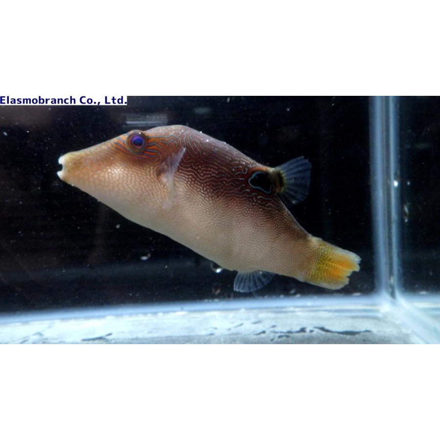 フグ科 ヒメキンチャクフグ Canthigaster Compressa 5 10cm １匹 Himekintyakuhugu アクアハウス魚の道 通販 Yahoo ショッピング