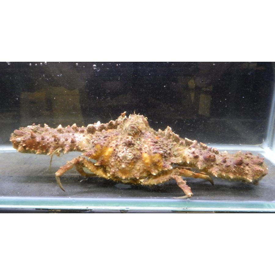 ヒシガニ科） ヒシガニ Platylambrus validus （甲幅6〜8cm） 1匹