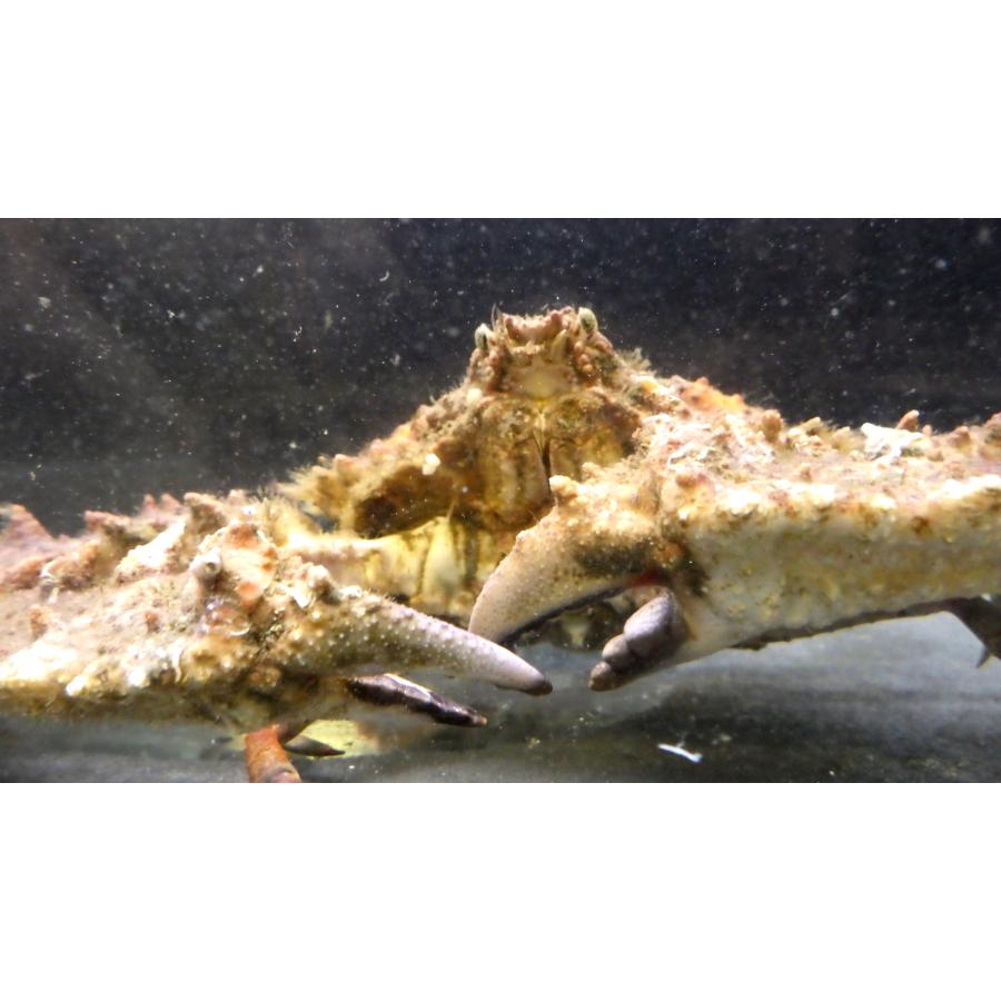 ヒシガニ科） ヒシガニ Platylambrus validus （甲幅6〜8cm） 1匹