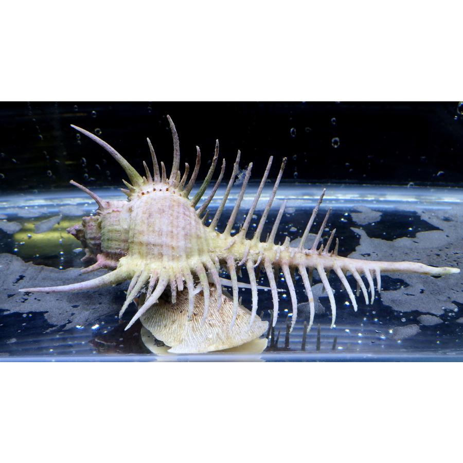 アクキガイ科） ホネガイ（フィリピン産） Murex pecten （10〜13cm 