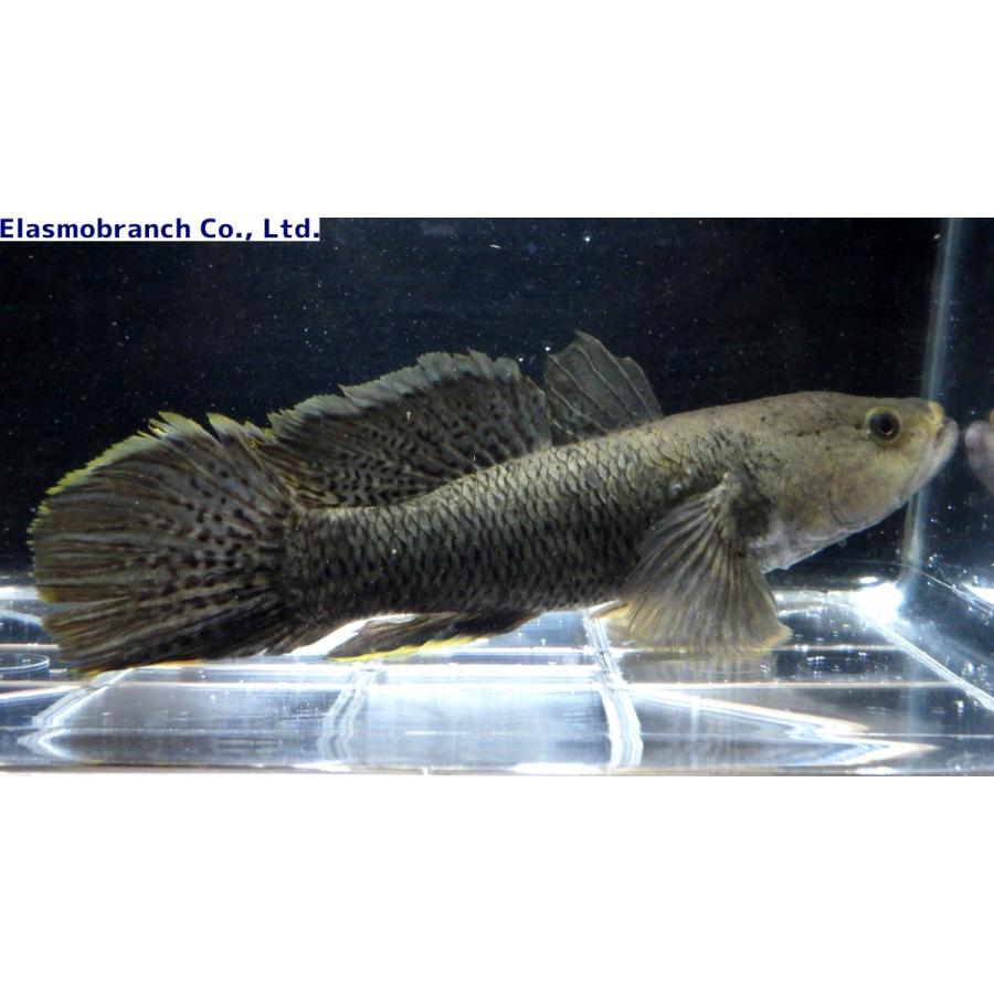 カワアナゴ科 ホシマダラハゼ Ophiocara Porocephala 30 35cm １匹 Hoshimadara アクアハウス魚の道 通販 Yahoo ショッピング