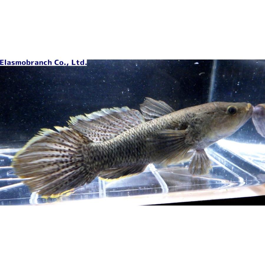 【2026年1月8日以降の発送予定】 （カワアナゴ科）　クモマダラハゼ　Ophiocara gigas　（30〜35cm）　１匹 【X2218178413】(14000円)