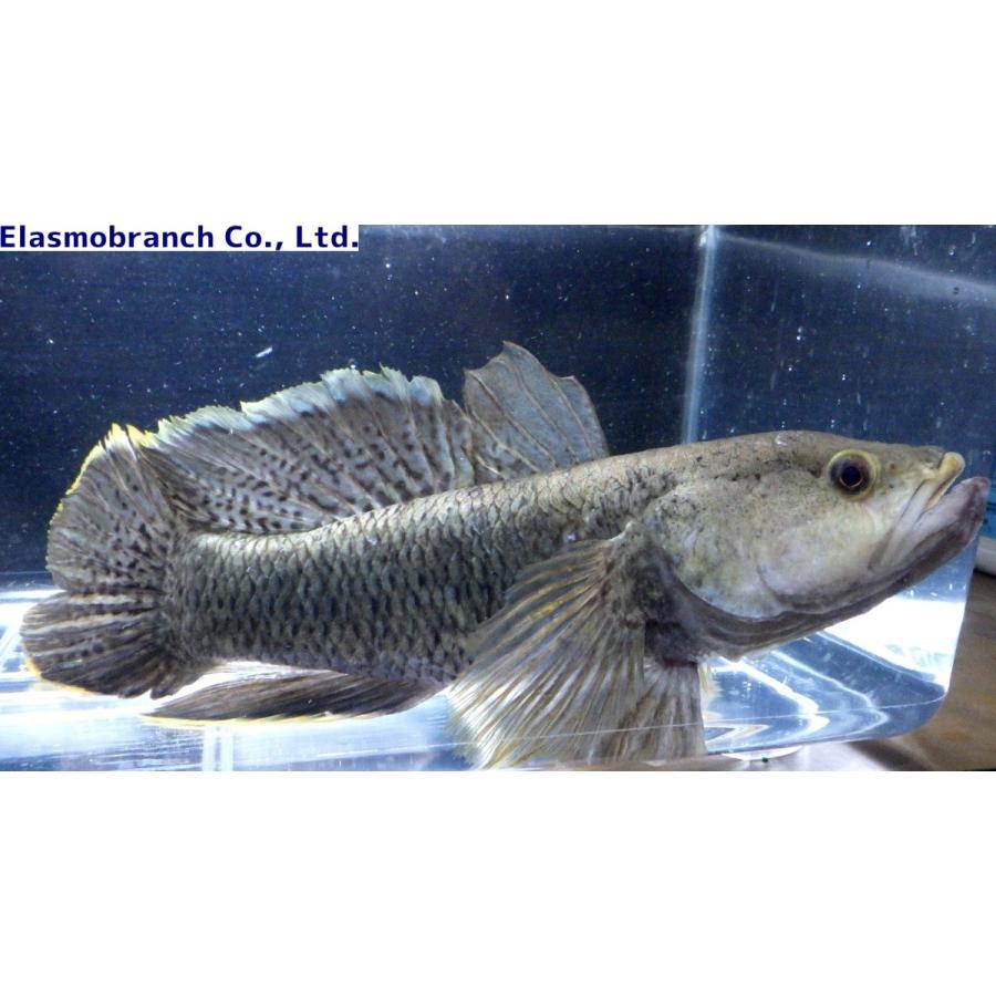 【2026年1月8日以降の発送予定】 （カワアナゴ科）　クモマダラハゼ　Ophiocara gigas　（30〜35cm）　１匹 【X2218178413】(14000円)