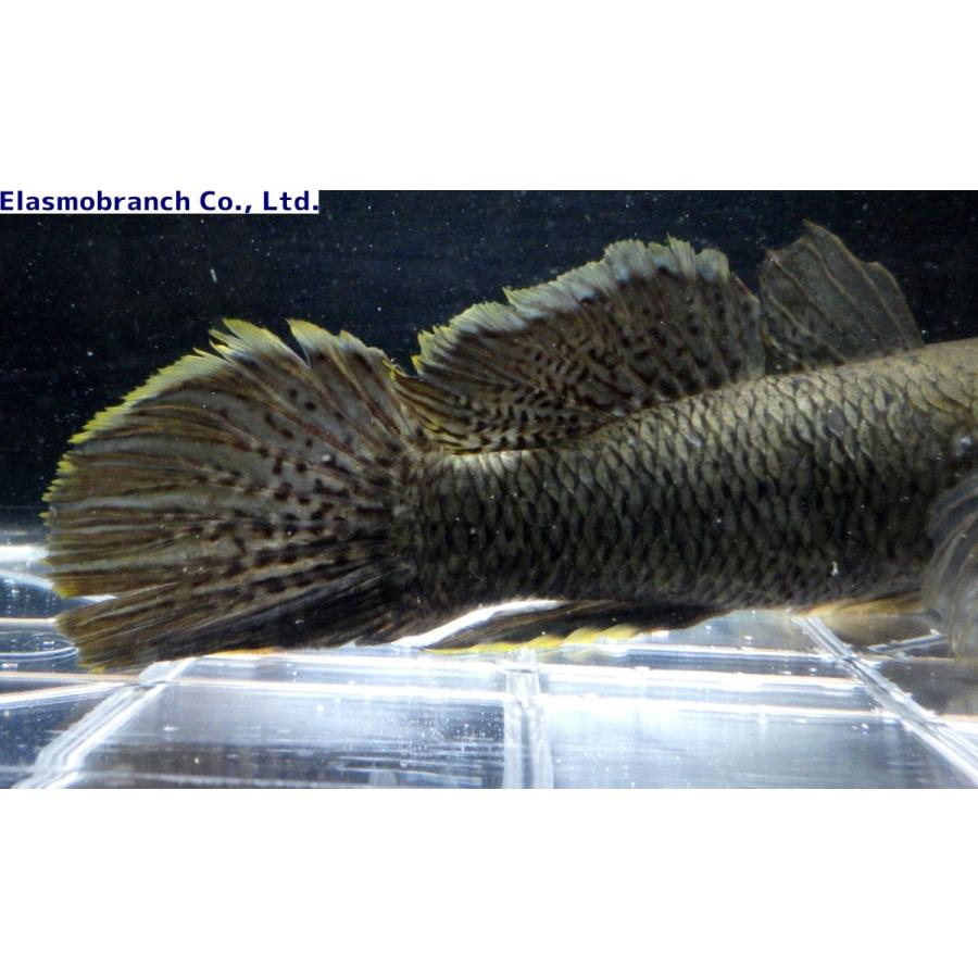 カワアナゴ科 ホシマダラハゼ Ophiocara Porocephala 30 35cm １匹 Hoshimadara アクアハウス魚の道 通販 Yahoo ショッピング