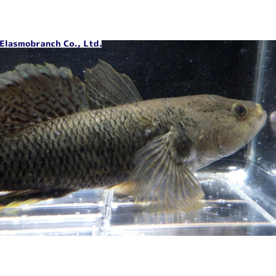 【2026年1月8日以降の発送予定】 （カワアナゴ科）　クモマダラハゼ　Ophiocara gigas　（30〜35cm）　１匹 【X2218178413】(14000円)