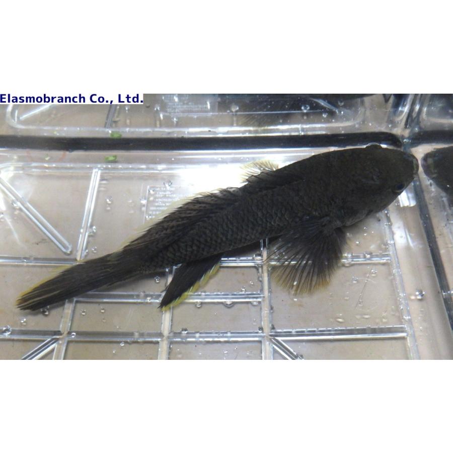 【2026年1月8日以降の発送予定】 （カワアナゴ科）　クモマダラハゼ　Ophiocara gigas　（30〜35cm）　１匹 【X2218178413】(14000円)