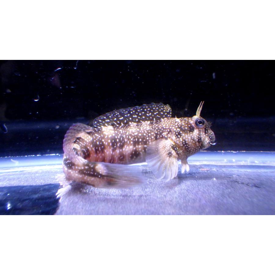 イソギンポ科 ホシギンポ Entomacrodus Stellifer 3 6cm １匹 Hosiginnpo アクアハウス魚の道 通販 Yahoo ショッピング