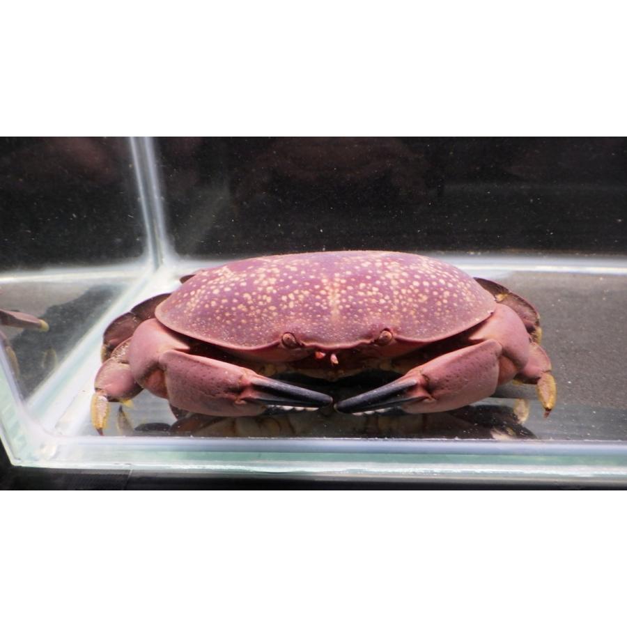 オウギガニ科） ホシマンジュウガニ Atergatis integerrimus （8〜10cm