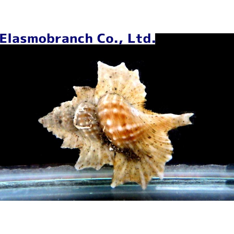 （フジツガイ科） マツカワガイ Biplex perca（3〜4cm） 1匹 : アクアハウス魚の道 - 通販 - Yahoo!ショッピング