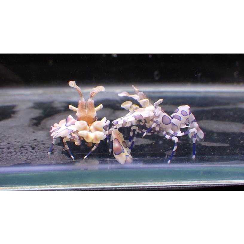 布袋寅泰。BOOWY、セット処分 布袋寅泰。BOOWY、セット処分