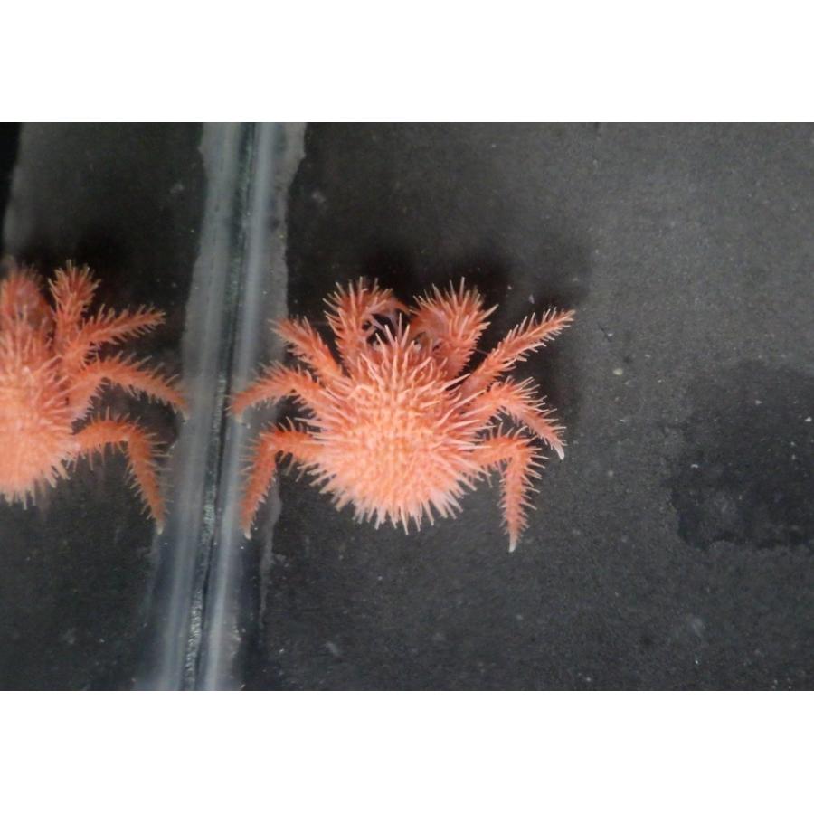 タラバガニ科） イガグリガニ Paralomis hystrix （甲幅約1〜3cm