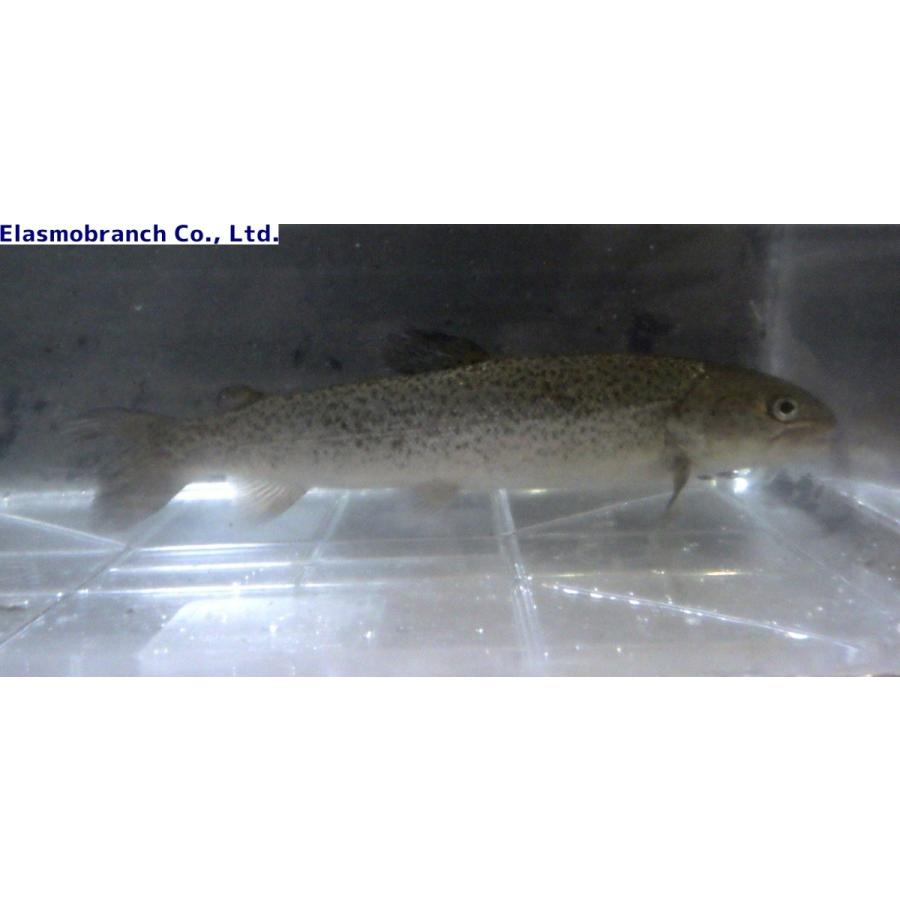 サケ科 イトウ Parahucho Perryi Hucho Perryi 25 30cm 1匹 Itou アクアハウス魚の道 通販 Yahoo ショッピング