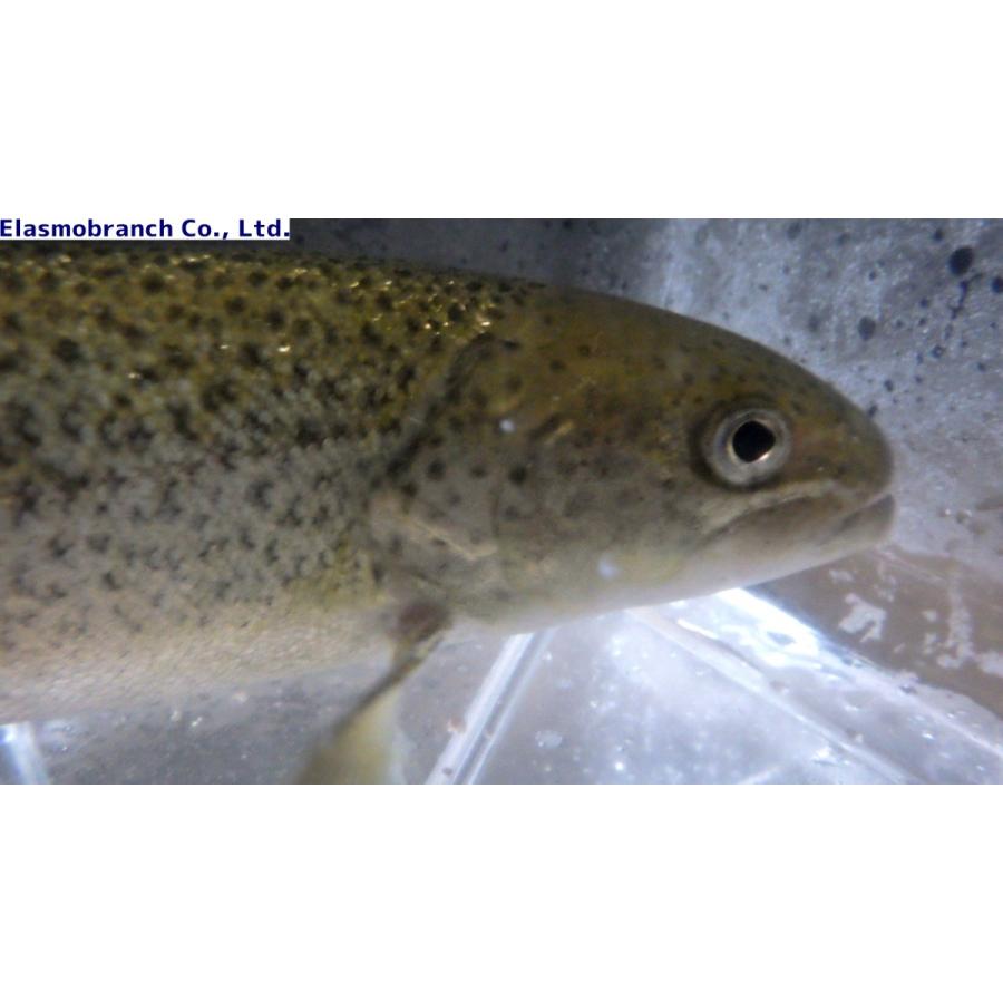 サケ科 イトウ Parahucho Perryi Hucho Perryi 25 30cm 1匹 Itou アクアハウス魚の道 通販 Yahoo ショッピング