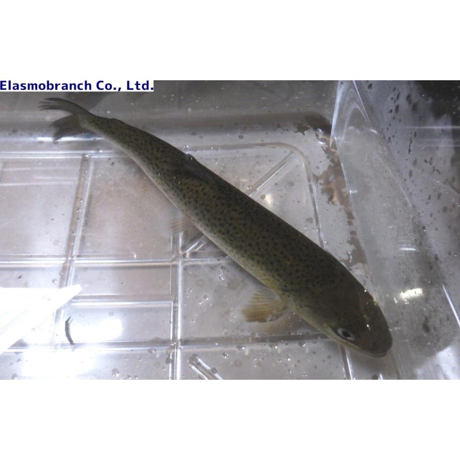 サケ科 イトウ Parahucho Perryi Hucho Perryi 25 30cm 1匹 Itou アクアハウス魚の道 通販 Yahoo ショッピング