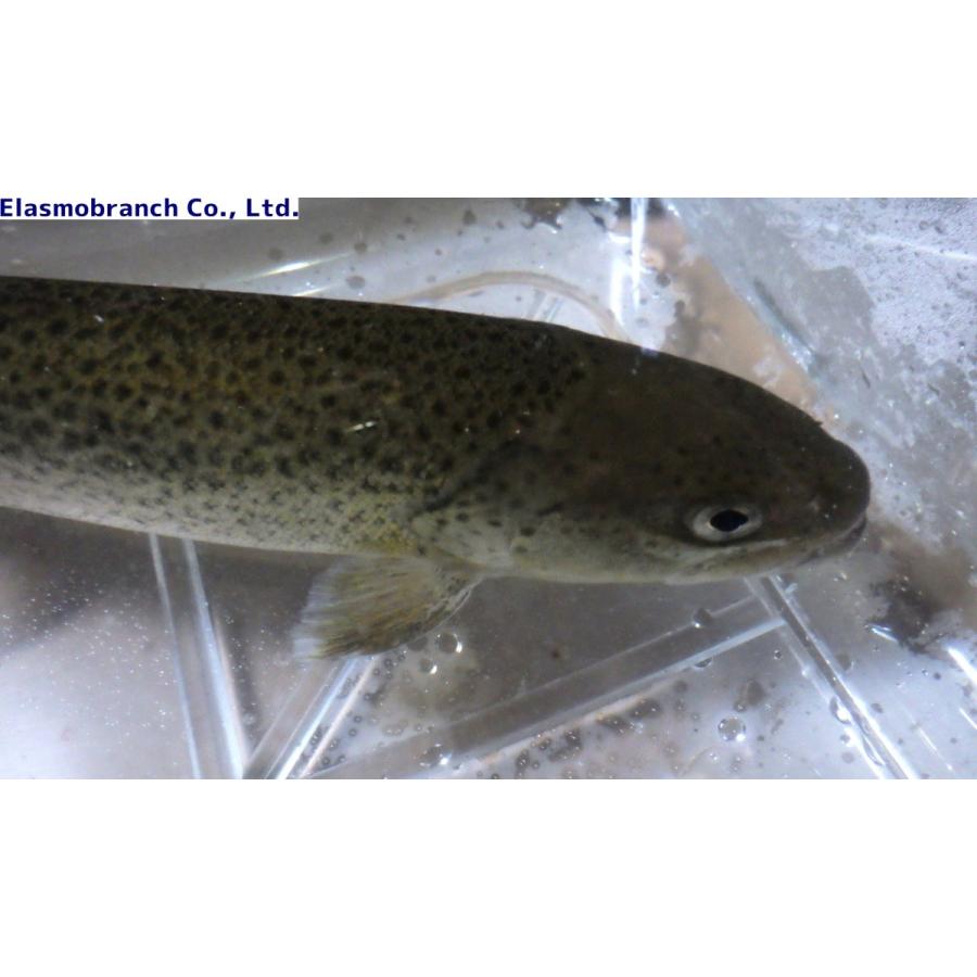 サケ科 イトウ Parahucho Perryi Hucho Perryi 25 30cm 1匹 Itou アクアハウス魚の道 通販 Yahoo ショッピング