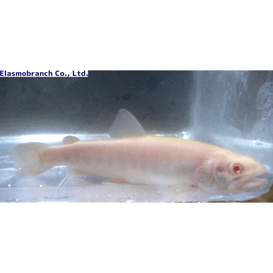 サケ科 アルビノイワナ ホタカイワナ型 Salvelinus Leucomaenis Ssp 15 cm １匹 Iwana2 アクアハウス魚の道 通販 Yahoo ショッピング