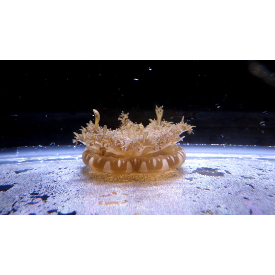 サカサクラゲ科 サカサクラゲ Cassiopea Sp 傘径２ ５cm ３匹セット Jellyfish2 アクアハウス魚の道 通販 Yahoo ショッピング