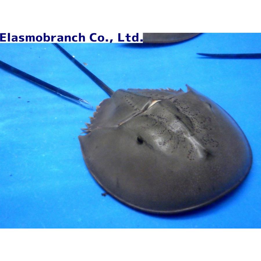 カブトガニ科） ミナミカブトガニ Tachypleus gigas （甲長8〜10cm