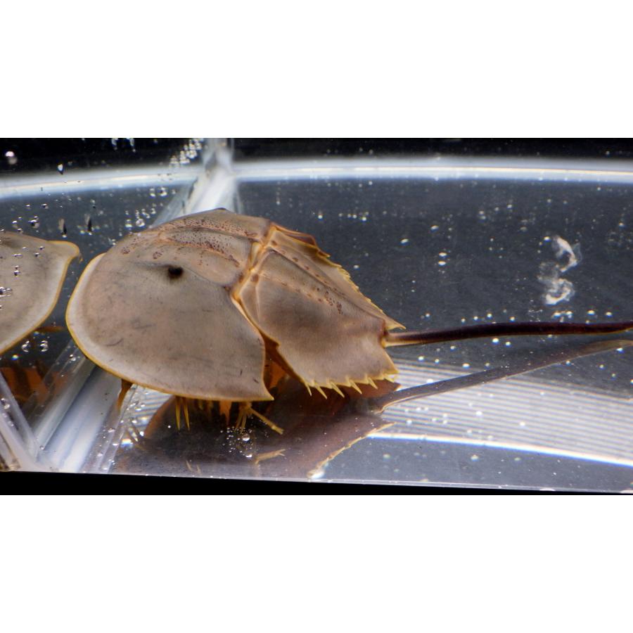 カブトガニ科） ミナミカブトガニ Tachypleus gigas （甲長8〜10cm