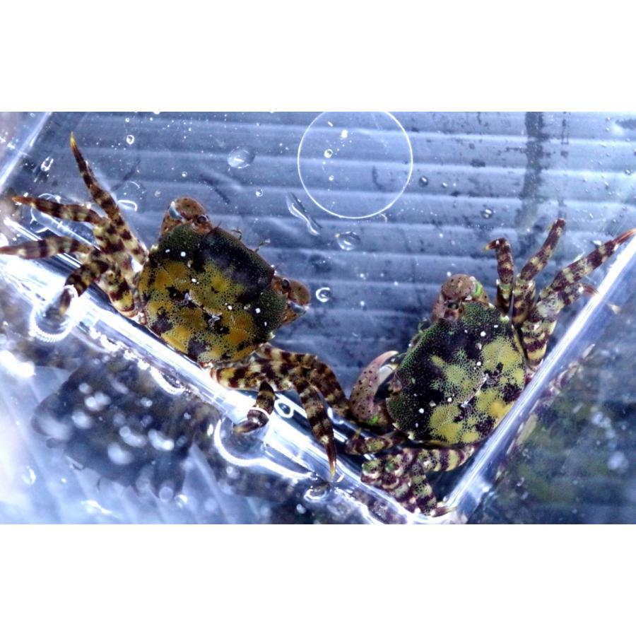 魚の道オリジナル 餌用海水カニｍｉｘ 甲幅1 2cm １０匹 Katsuesa 2 アクアハウス魚の道 通販 Yahoo ショッピング