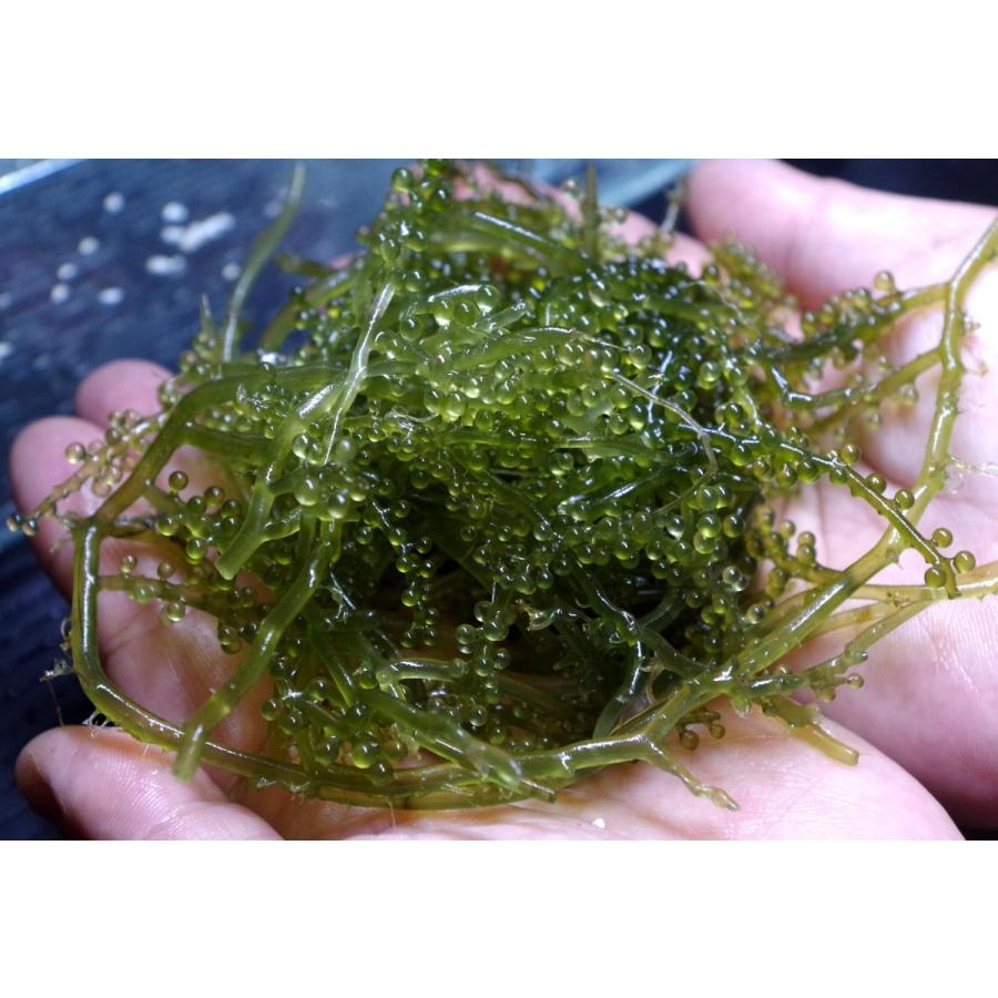 海藻 餌用ウミブドウｍｉｘ 50g Katsuesa 3 アクアハウス魚の道 通販 Yahoo ショッピング