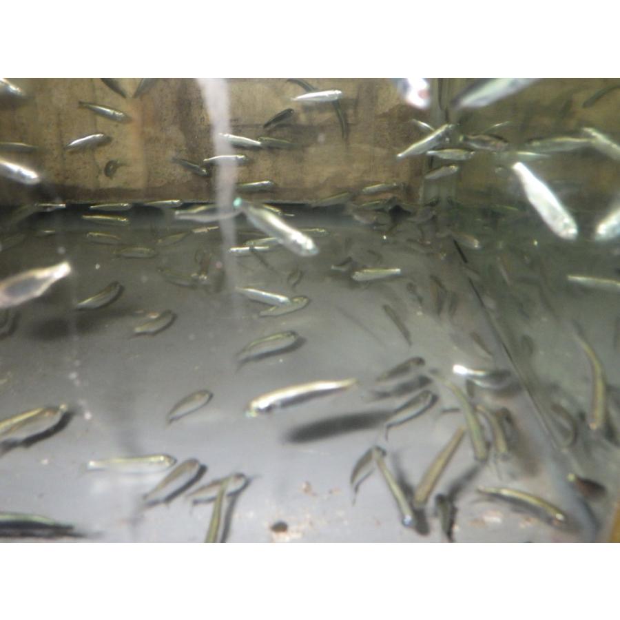 （魚の道オリジナル）　餌用海水小魚ＭＩＸ　（2〜4cm）　2０匹｜uonomichi｜03