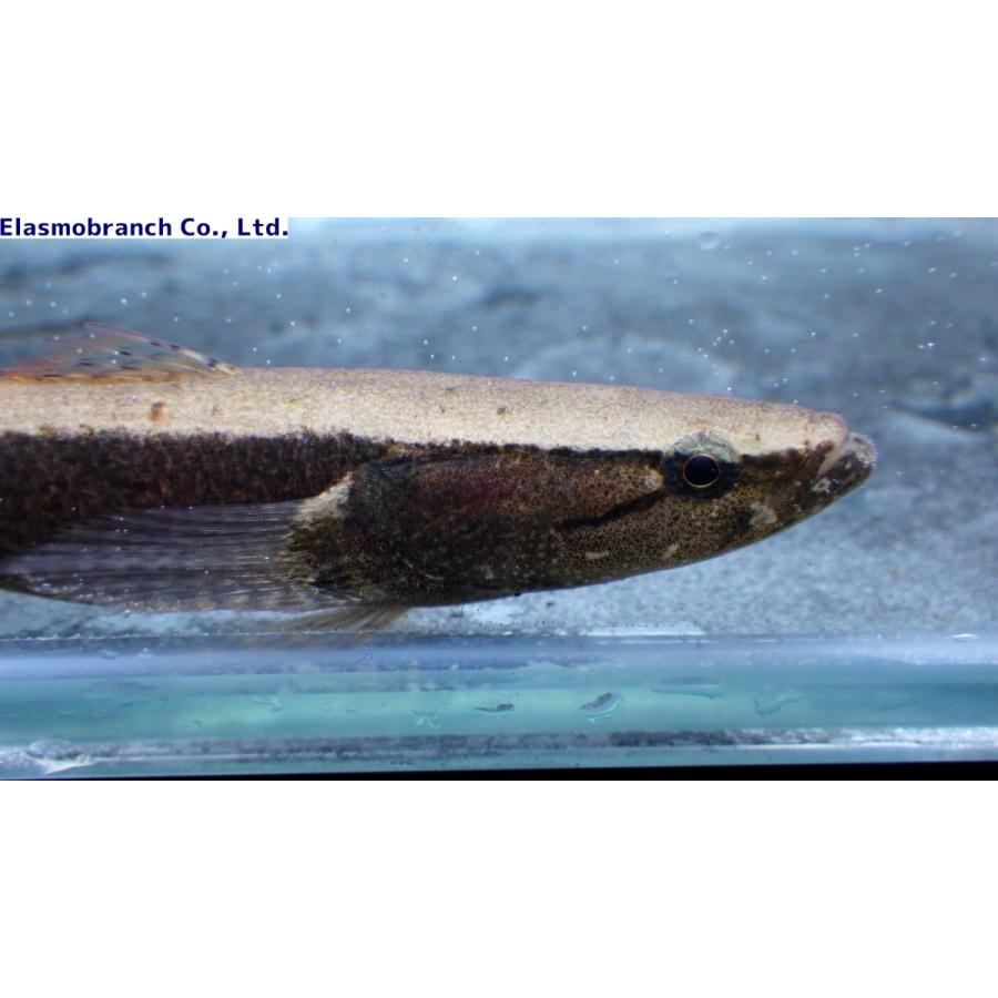 カワアナゴ科 カワアナゴ Eleotris Oxycephala 8 12cm １匹 Kawaanago2 アクアハウス魚の道 通販 Yahoo ショッピング