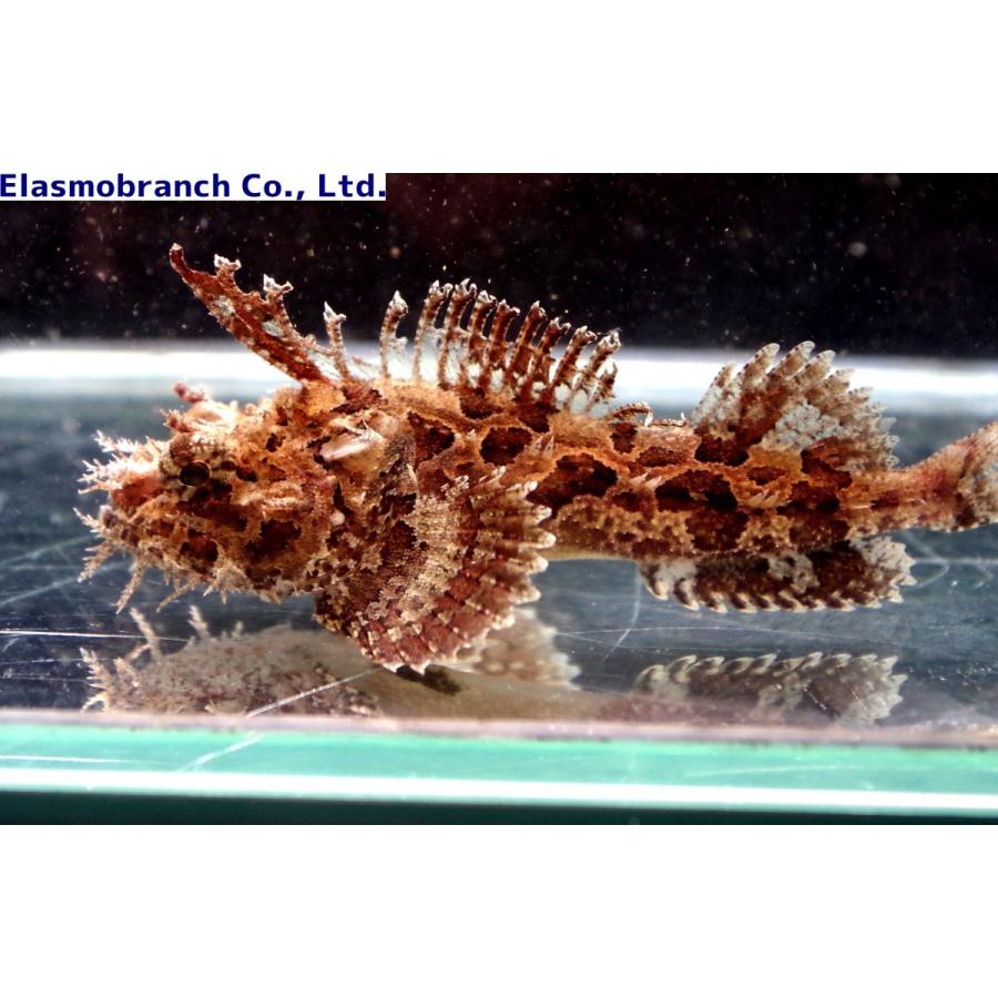 ケムシカジカ科) ケムシカジカ Hemitripterus villosus (6 ケムシカジカ科) ケムシカジカ Hemitripterus villosus (6
