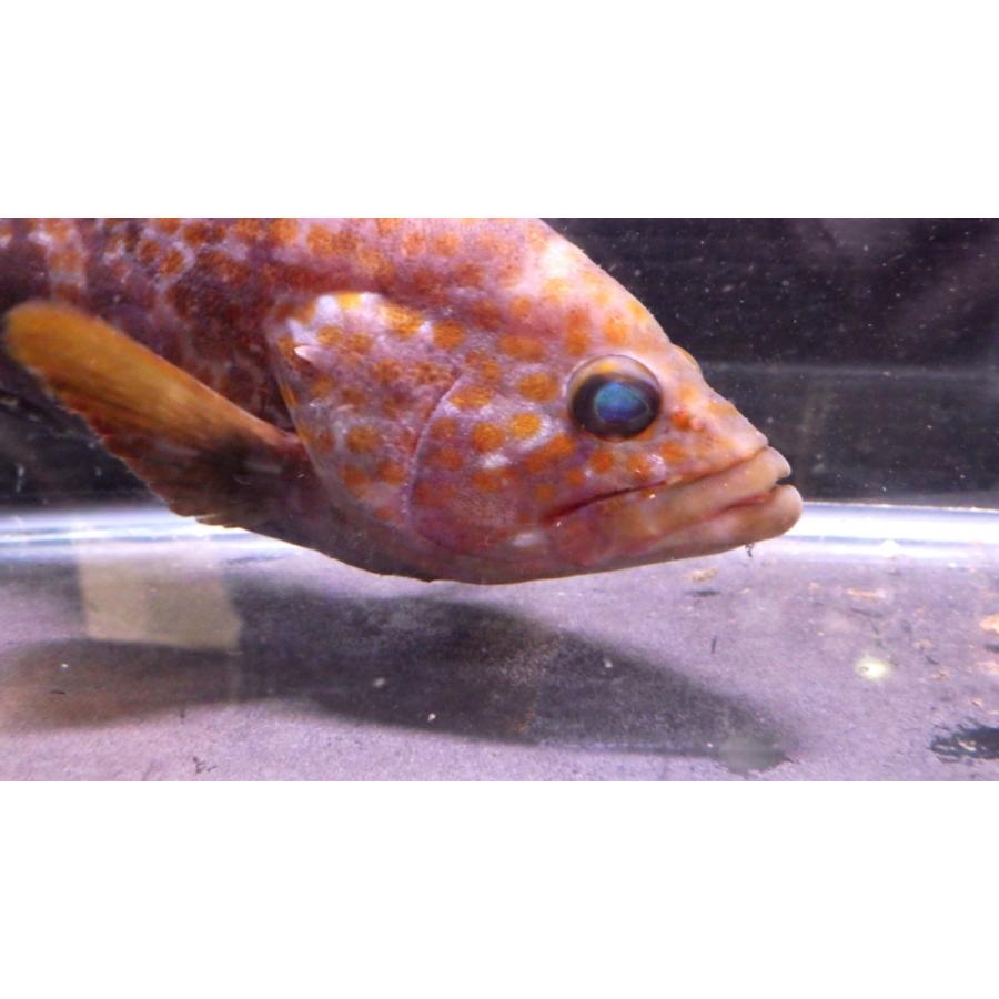 ハタ科） キジハタ Epinephelus akaara （12〜15cm） 1匹