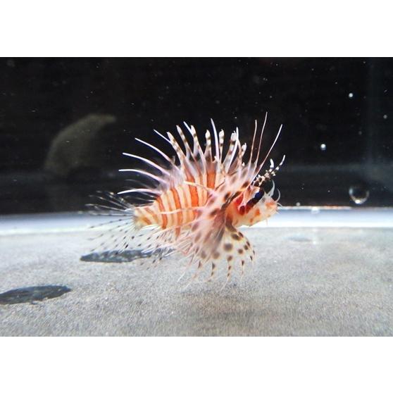 フサカサゴ科 キリンミノカサゴ 幼魚 Dendrochirus Zebra 3 5cm １匹 Kirinmino2 アクアハウス魚の道 通販 Yahoo ショッピング