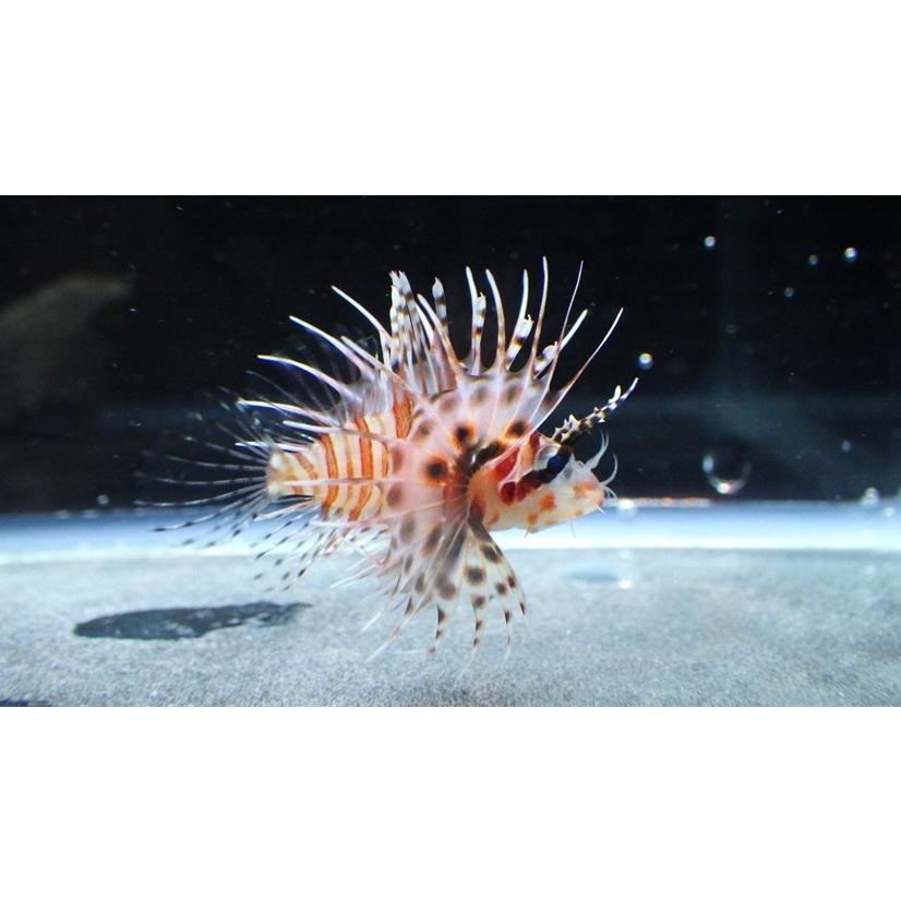 フサカサゴ科 キリンミノカサゴ 幼魚 Dendrochirus Zebra 3 5cm １匹 Kirinmino2 アクアハウス魚の道 通販 Yahoo ショッピング