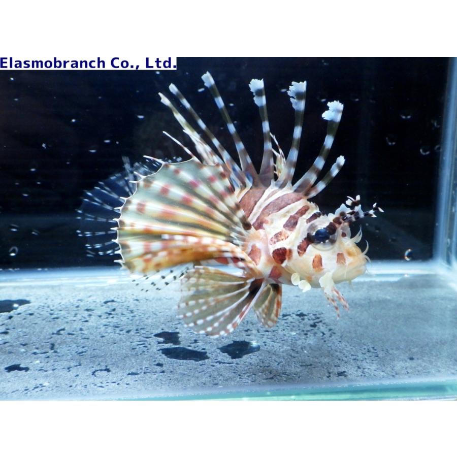 フサカサゴ科） キリンミノカサゴ Dendrochirus zebra （6〜8cm） １匹