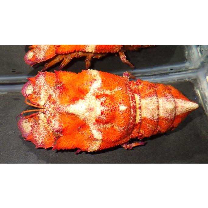 セミエビ科） コブセミエビ オレンジ個体 Scyllarides haani （10