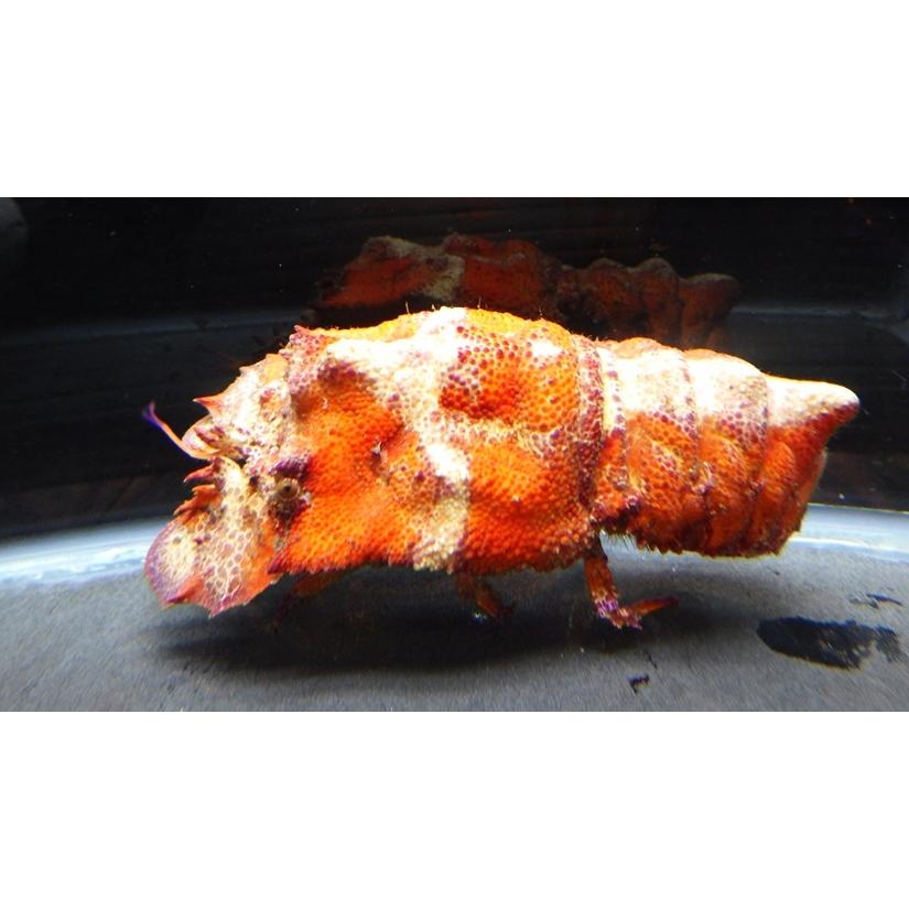 セミエビ科） コブセミエビ オレンジ個体 Scyllarides haani （10