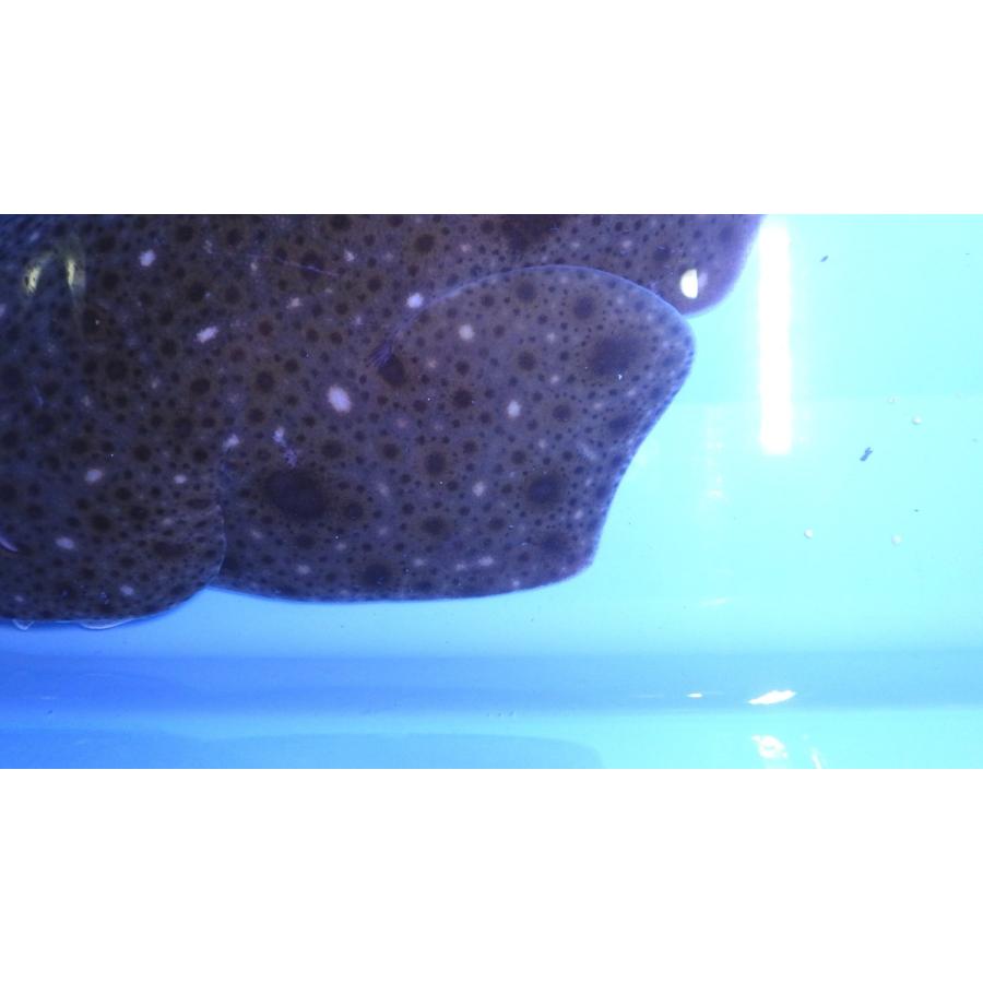 （カスザメ科）　コロザメ　　Squatina nebulosa 　（30〜40cm）　１匹 nebulosa