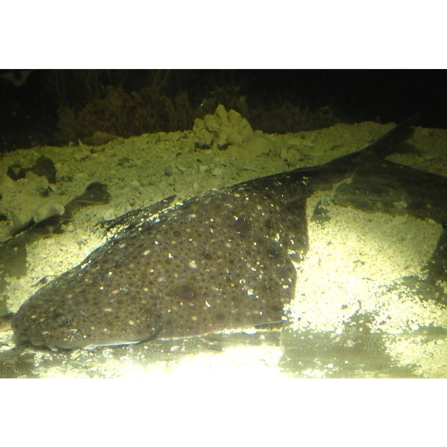 （カスザメ科）　コロザメ　　Squatina nebulosa 　（30〜40cm）　１匹 nebulosa