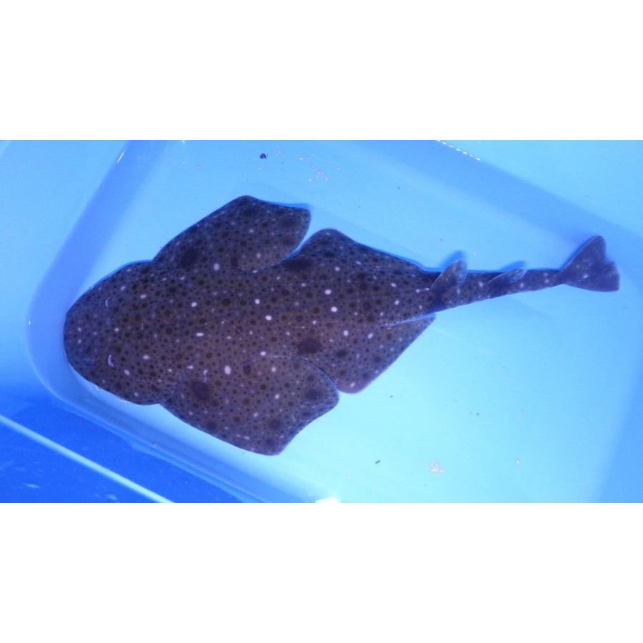 （カスザメ科）　コロザメ　　Squatina nebulosa 　（30〜40cm）　１匹 nebulosa