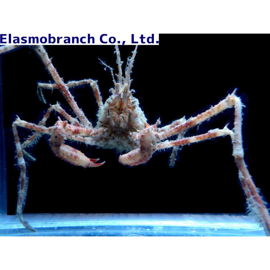（クモガニ科） エダツノガニ Naxioides robillardi （3〜4cm） 1匹 : アクアハウス魚の道 - 通販 - Yahoo ...