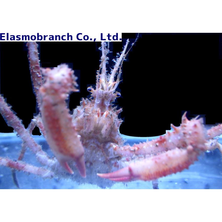 （クモガニ科） エダツノガニ Naxioides robillardi （3〜4cm） 1匹 : アクアハウス魚の道 - 通販 - Yahoo ...