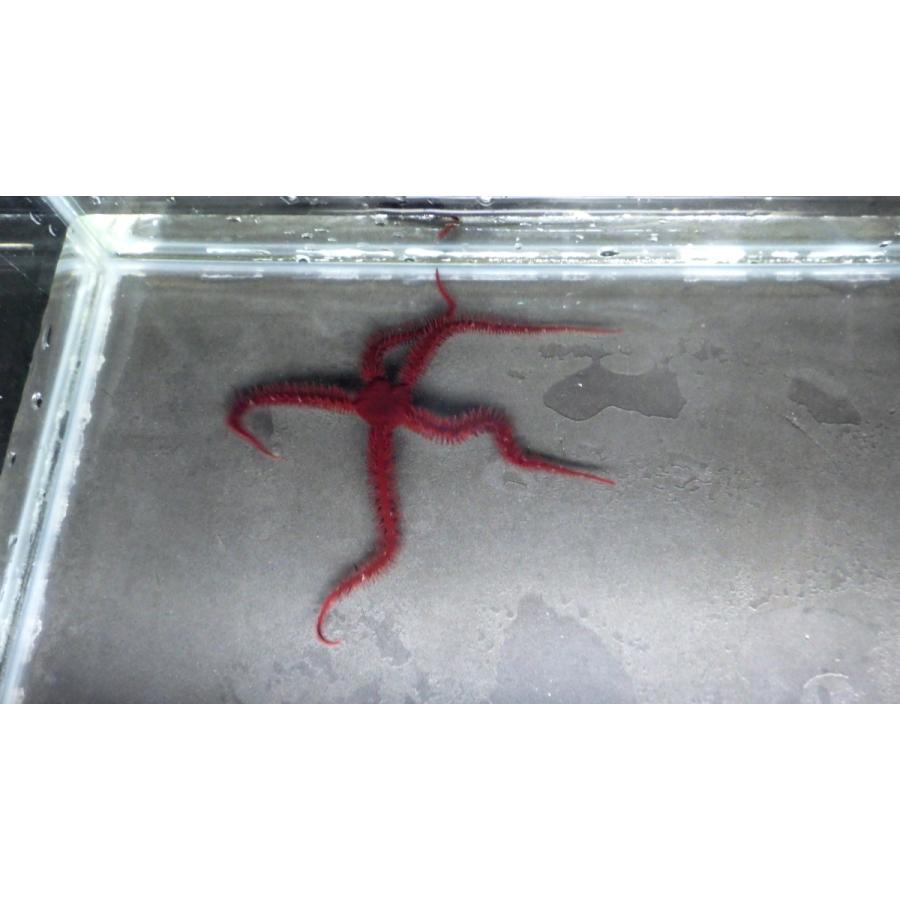 フサクモヒトデ科 アカクモヒトデ Ophiomastix Mixta １匹 Kumohitode2 アクアハウス魚の道 通販 Yahoo ショッピング