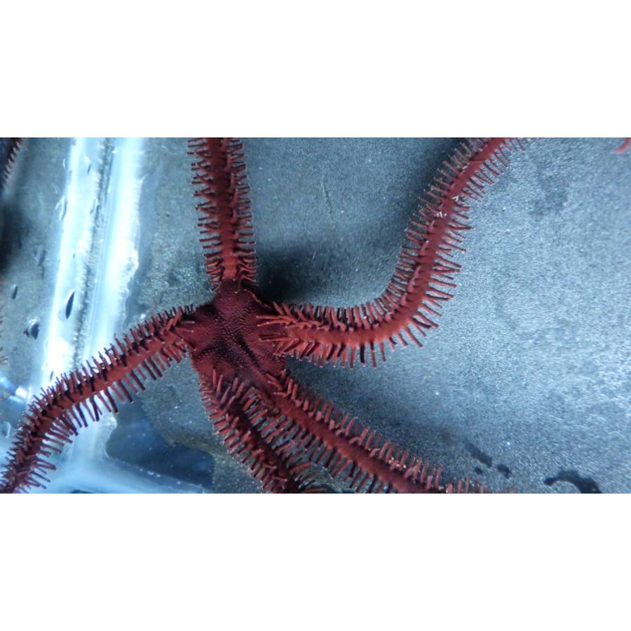 フサクモヒトデ科 アカクモヒトデ Ophiomastix Mixta １匹 Kumohitode2 アクアハウス魚の道 通販 Yahoo ショッピング