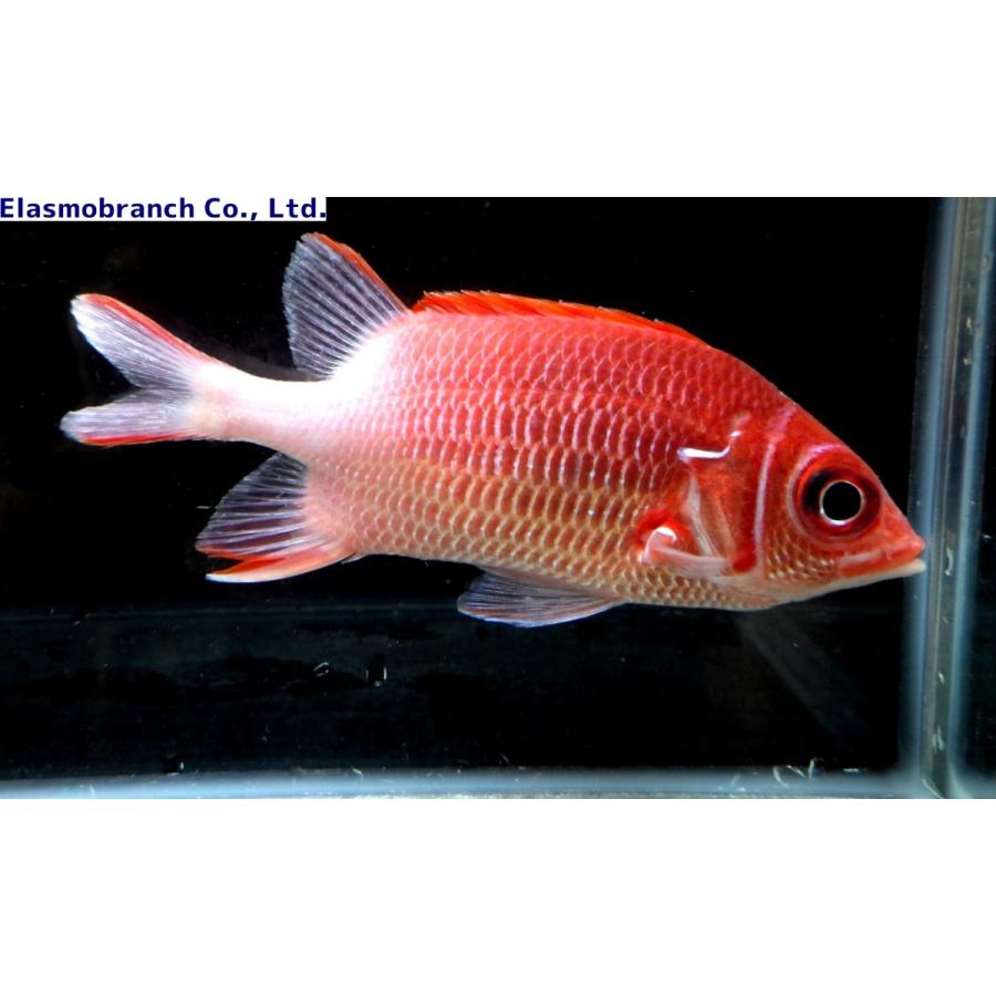 観賞魚　クラカケエビス　海水魚 イットウダイ科） クラカケエビス Sargocentron caudimaculatum （8