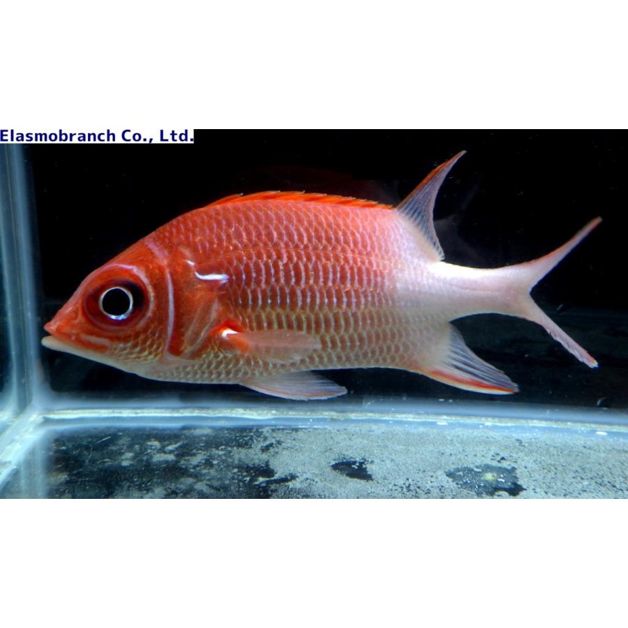イットウダイ科） クラカケエビス Sargocentron caudimaculatum （8