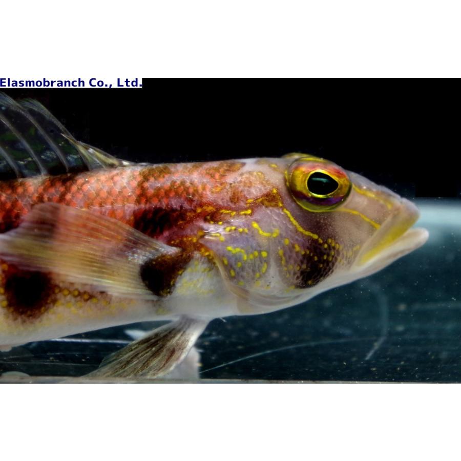 トラギス科） クラカケトラギス Parapercis sexfasciata （12〜15cm