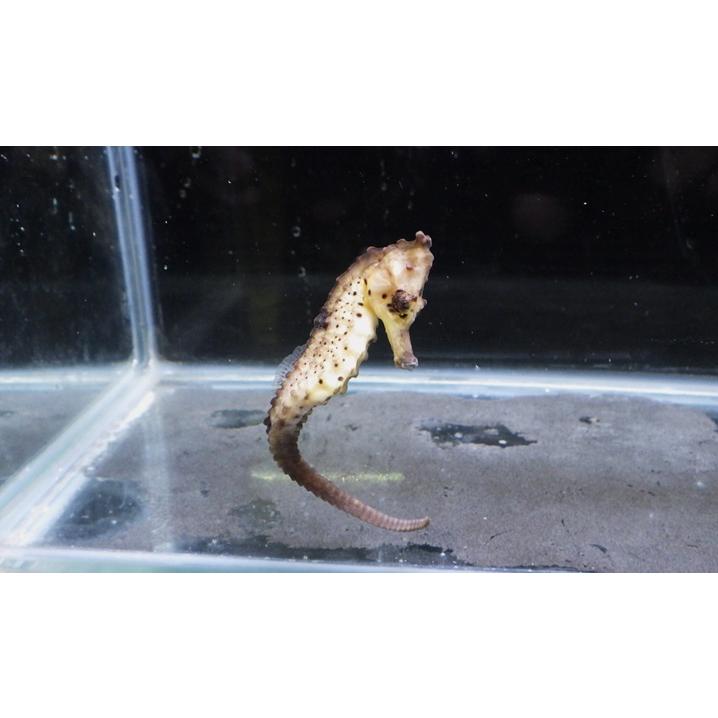 ヨウジウオ科） クロウミウマ 国産ブリード Hippocampus kuda （6〜8cm