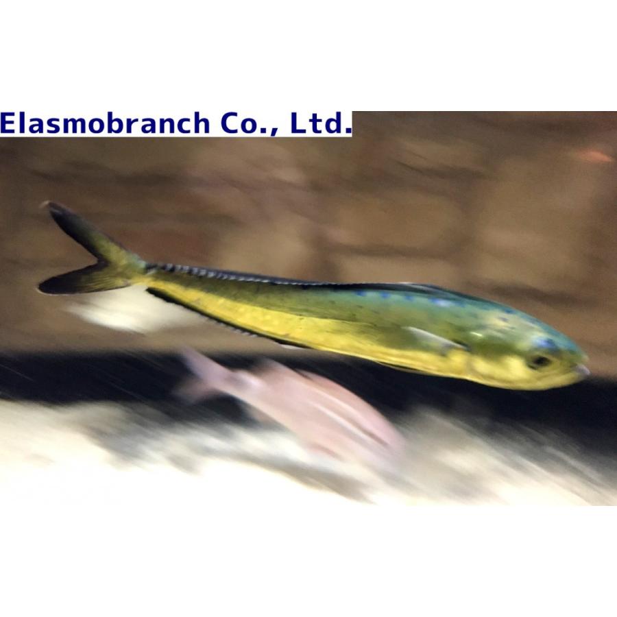 シイラ科 シイラ Coryphaena Hippurus 15 cm １匹 Mahi Mahi アクアハウス魚の道 通販 Yahoo ショッピング