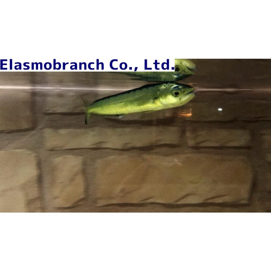 シイラ科） シイラ Coryphaena hippurus （15〜20cm） １匹